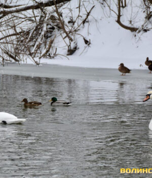 Волинські-синоптики-повідомили,-коли-потепліє-і-чи-знову-засніжить.-Прогноз-на-тиждень