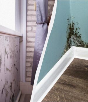 Копійчаний-засіб-“вбиває”-цвіль-за-1-годину:-можна-застосовувати-у-ванній-та-на-стінах