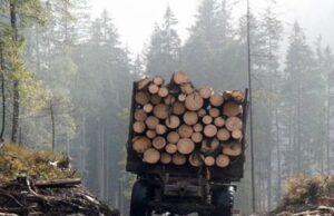 На Волині лісничий та підприємець організували незаконну схему збуту лісу На-Волині-лісничий-та-підприємець-організували-незаконну-схему-збуту-лісу