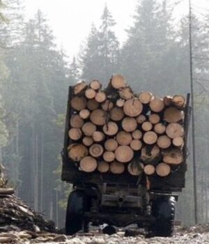На-Волині-лісничий-та-підприємець-організували-незаконну-схему-збуту-лісу