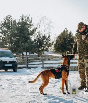 Як-допомогти-собаці-під-час-обстрілів:-поради-поліцейського-кінолога