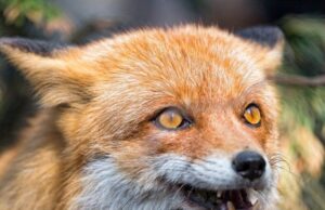 В Україні зростає кількість випадків сказу: у чому причина В-Україні-зростає-кількість-випадків-сказу:-у-чому-причина