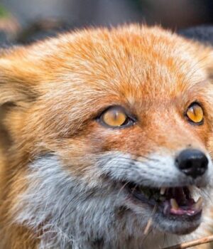 В-Україні-зростає-кількість-випадків-сказу:-у-чому-причина