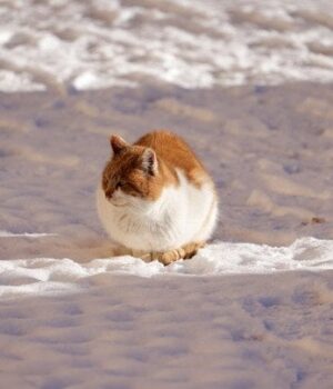 Морози-до -20°-та тумани:-прогноз-погоди-в Україні-на 20 січня-(мапа)