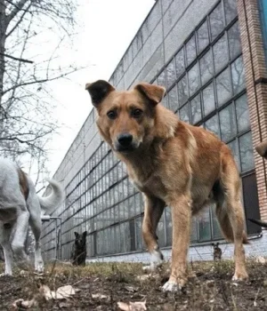 Бродячі собаки атакують жителів окупованого Маріуполя: постраждали діти