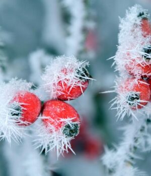 Холоднеча-відступає,-але-ненадовго:-синоптикиня-попередила-про-загрозу-нових-морозів