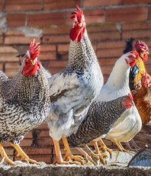 Чому-тепла-вода-в курнику-означає-максимум-яєць:-дізнайтеся-секрет-несучості-взимку