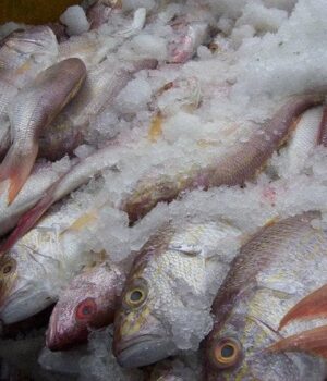 Як швидко-розморозити-рибу —-і не перетворити-її на кашу