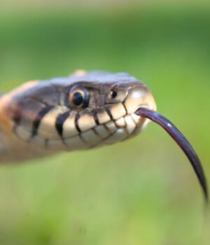 Не-помилка-еволюції:-біолог-розповів-про-унікальну-змію-з-ногами Не-помилка-еволюції:-біолог-розповів-про-унікальну-змію-з-ногами