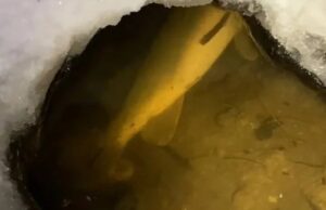 Ополонки не допомогли: у каналах Центрального парку Луцька масово гине риба Ополонки-не-допомогли:-у-каналах-Центрального-парку-Луцька-масово-гине-риба