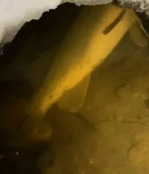 Ополонки-не-допомогли:-у-каналах-Центрального-парку-Луцька-масово-гине-риба