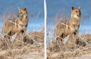 На Одещині фотопастка “вполювала” дуже обережного хижака На-Одещині-фотопастка-“вполювала”-дуже-обережного-хижака