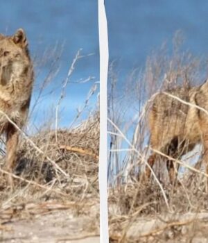 На-Одещині-фотопастка-“вполювала”-дуже-обережного-хижака