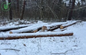 ДБР викрило махінацію з лісом на Волині ДБР-викрило-махінацію-з-лісом-на-Волині