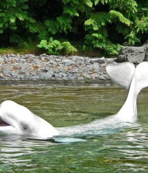 Секрет-виживання-білух-Аляски-здивував-вчених:-як і навіщо-змінюють-партнерів