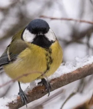 Зима відступає, як зміниться погода в Україні 22 січня