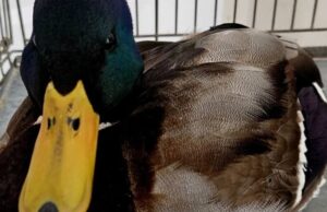 У місті на Волині ветеринар виходжує дикого качура У-місті-на-Волині-ветеринар-виходжує-дикого-качура