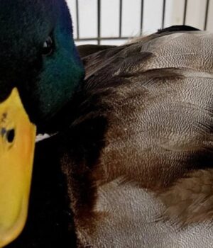 У-місті-на-Волині-ветеринар-виходжує-дикого-качура