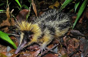 Щось середнє між дикобразом, їжаком і бджолою: що це за дивна тварина і де вона... Щось-середнє-між-дикобразом,-їжаком-і-бджолою:-що-це-за-дивна-тварина-і-де-вона.