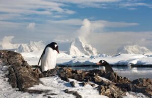 Період розмноження пінгвінів в Антарктиді рекордно змістився: які це матиме наслідки Період-розмноження-пінгвінів-в-Антарктиді-рекордно-змістився:-які-це-матиме-наслідки