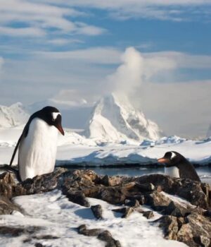Період-розмноження-пінгвінів-в-Антарктиді-рекордно-змістився:-які-це-матиме-наслідки Період-розмноження-пінгвінів-в-Антарктиді-рекордно-змістився:-які-це-матиме-наслідки