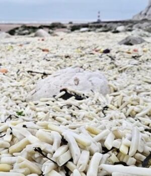 В-Англії-на-узбережжя-викинуло-тонни-картоплі-фрі-та-цибулі В-Англії-на-узбережжя-викинуло-тонни-картоплі-фрі-та-цибулі