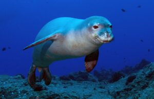У тюленів є прихована “підводна мова”: вона виявилася складнішою, ніж припускали вчені У-тюленів-є-прихована-“підводна-мова”:-вона-виявилася-складнішою,-ніж-припускали-вчені