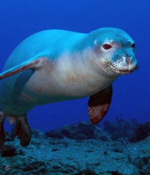У-тюленів-є-прихована-“підводна-мова”:-вона-виявилася-складнішою,-ніж-припускали-вчені У-тюленів-є-прихована-“підводна-мова”:-вона-виявилася-складнішою,-ніж-припускали-вчені