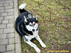 Як у Луцьку регулюють чисельність безпритульних тварин. Цифри за торік Як-у-Луцьку-регулюють-чисельність-безпритульних-тварин.-Цифри-за-торік