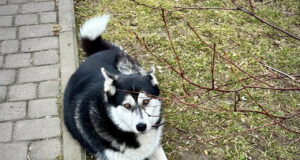 Як у Луцьку регулюють чисельність безпритульних тварин. Цифри за торік Як-у-Луцьку-регулюють-чисельність-безпритульних-тварин.-Цифри-за-торік