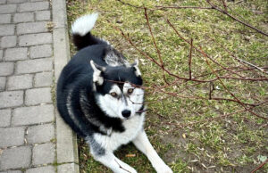Як у Луцьку регулюють чисельність безпритульних тварин. Цифри за торік Як-у-Луцьку-регулюють-чисельність-безпритульних-тварин.-Цифри-за-торік