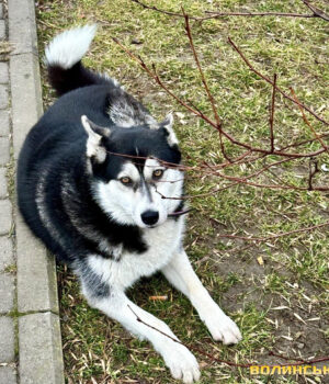 Як-у-Луцьку-регулюють-чисельність-безпритульних-тварин.-Цифри-за-торік Як-у-Луцьку-регулюють-чисельність-безпритульних-тварин.-Цифри-за-торік