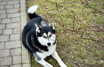 Як у Луцьку регулюють чисельність безпритульних тварин. Цифри за торік Як-у-Луцьку-регулюють-чисельність-безпритульних-тварин.-Цифри-за-торік
