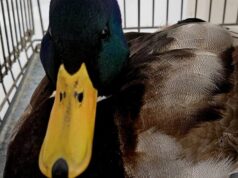 Не мав сил летіти: на Волині ветеринар виходжує дикого крижня Не-мав-сил-летіти:-на-Волині-ветеринар-виходжує-дикого-крижня