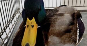 Не мав сил летіти: на Волині ветеринар виходжує дикого крижня Не-мав-сил-летіти:-на-Волині-ветеринар-виходжує-дикого-крижня