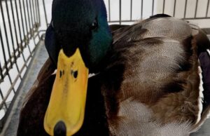 Не мав сил летіти: на Волині ветеринар виходжує дикого крижня Не-мав-сил-летіти:-на-Волині-ветеринар-виходжує-дикого-крижня