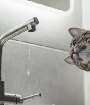 У-Луцьку-низка-вулиць-залишилась-без-води-через-аварію У-Луцьку-низка-вулиць-залишилась-без-води-через-аварію