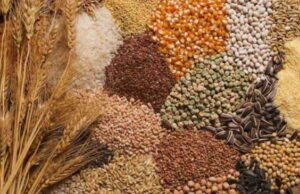 Ці дешеві крупи замінюють тону гною: обов’язково розкидайте їх на городі на початку весни Ці дешеві-крупи-замінюють-тону-гною:-обов’язково-розкидайте-їх на городі-на початку-весни