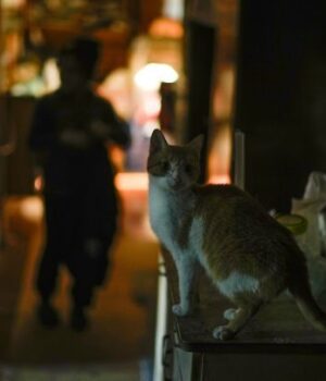 Світло-зникає-по-всій-країні:-в-уряді-повідомили,-де-ситуація-найкритичніша Світло-зникає-по-всій-країні:-в-уряді-повідомили,-де-ситуація-найкритичніша