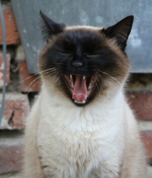 Чому-кіт-кусає-вас-за-ноги:-що-намагається-сказати-ваш-“шерстяний”