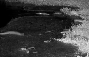 В Африці соми здійснили неспішну прогулянку по суші В-Африці-соми-здійснили-неспішну-прогулянку-по-суші