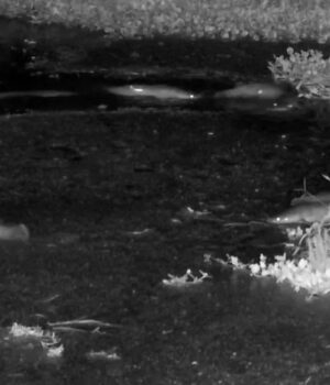 В-Африці-соми-здійснили-неспішну-прогулянку-по-суші