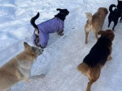 Зросла кількість зграй небезпечних собак: у громаді на Волині скандал Зросла-кількість-зграй-небезпечних-собак:-у-громаді-на-Волині-скандал