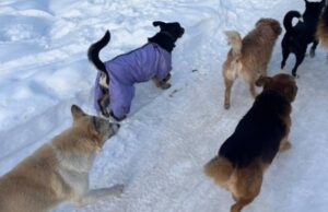 Зросла кількість зграй небезпечних собак: у громаді на Волині скандал Зросла-кількість-зграй-небезпечних-собак:-у-громаді-на-Волині-скандал