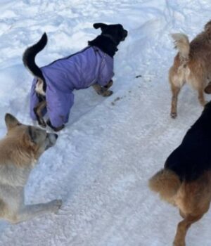 Зросла-кількість-зграй-небезпечних-собак:-у-громаді-на-Волині-скандал Зросла-кількість-зграй-небезпечних-собак:-у-громаді-на-Волині-скандал