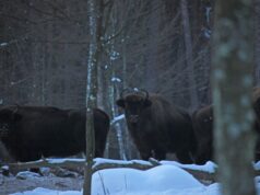 У нацпарку на Волині зафіксували два стада зубрів. ФОТО У-нацпарку-на-Волині-зафіксували-два-стада-зубрів.-ФОТО
