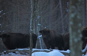 У нацпарку на Волині зафіксували два стада зубрів. ФОТО У-нацпарку-на-Волині-зафіксували-два-стада-зубрів.-ФОТО