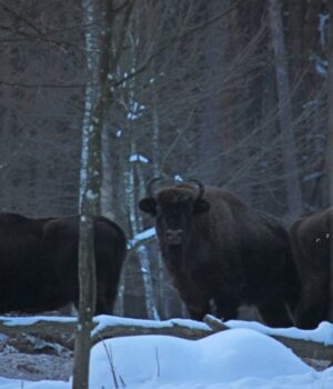 У-нацпарку-на-Волині-зафіксували-два-стада-зубрів.-ФОТО У-нацпарку-на-Волині-зафіксували-два-стада-зубрів.-ФОТО