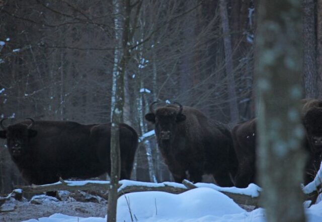У нацпарку на Волині зафіксували два стада зубрів. ФОТО У-нацпарку-на-Волині-зафіксували-два-стада-зубрів.-ФОТО