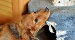 Які собаки люблять гризти речі: ветеринари назвали 7 порід-бешкетників Які-собаки-люблять-гризти-речі:-ветеринари-назвали-7-порід-бешкетників